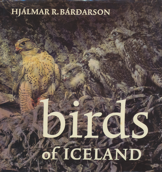 birds of ICSLAND