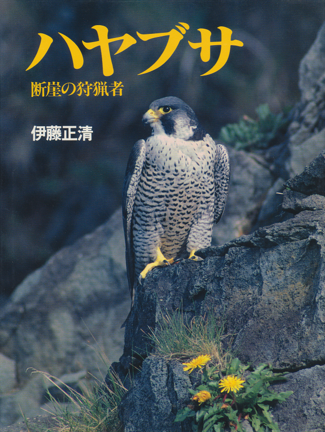 ハヤブサ : 断崖の狩猟者