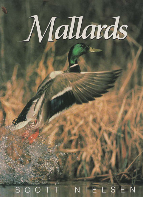 Mallards