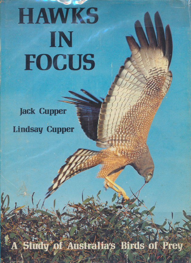 Hawks in Focus