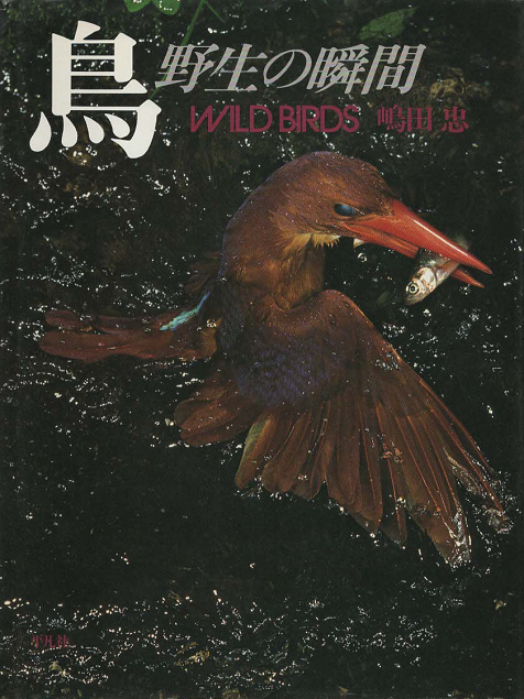 鳥 : 野生の瞬間