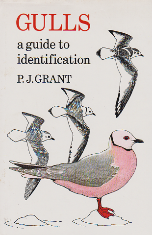 GULLS a guide to identification